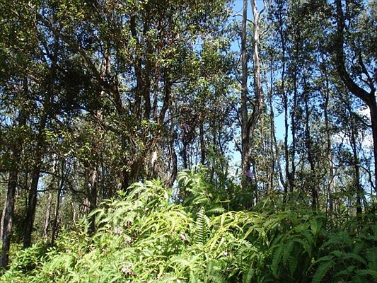 2nd image of Tutu Ln Lot 443