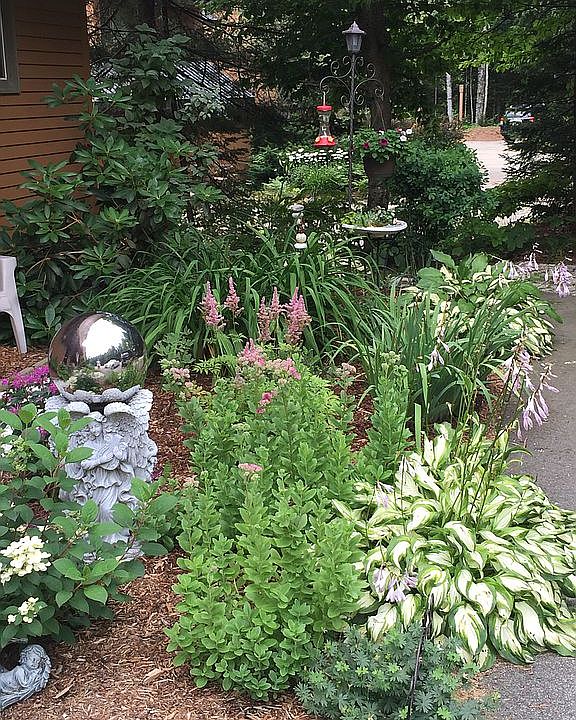 Perennials in front