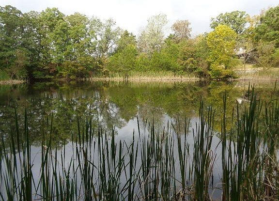 pond1
