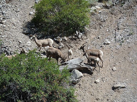 deer in canyon