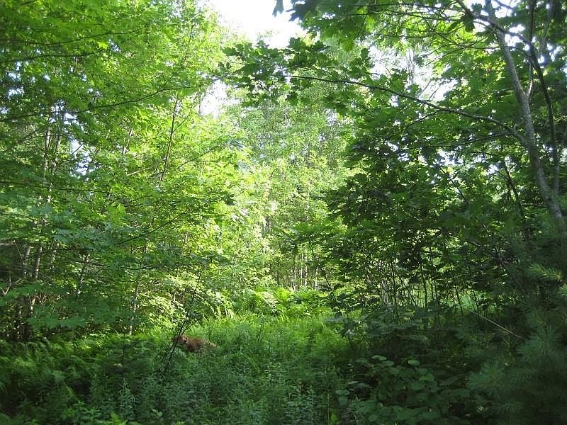 1st image of 0000 Georges Drive