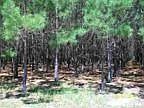 2nd image of 12831 Hwy 122
