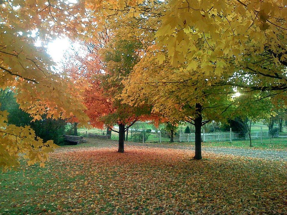Front Yard (view from house)
