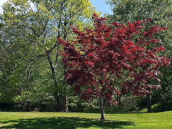 Japanese Maple