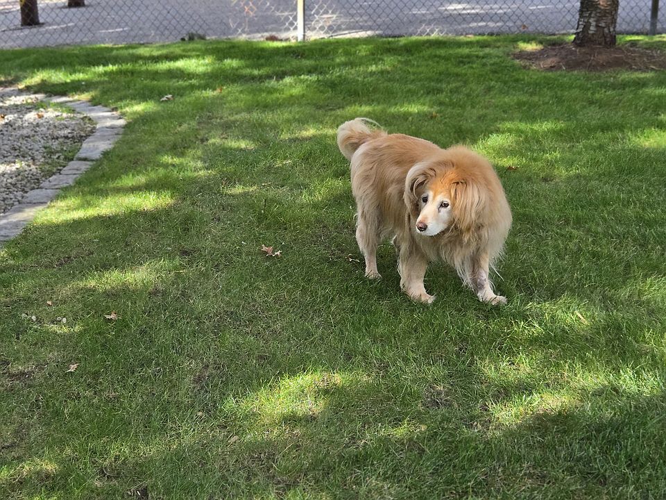 Duncan in way-back yard