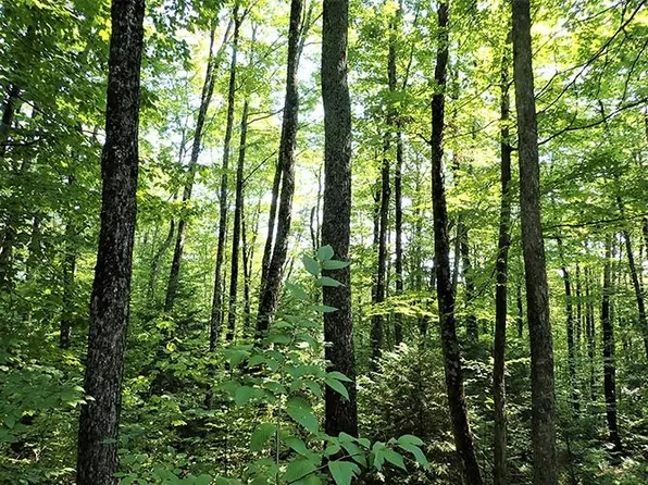 0 Route 12A, Roxbury, VT 05669