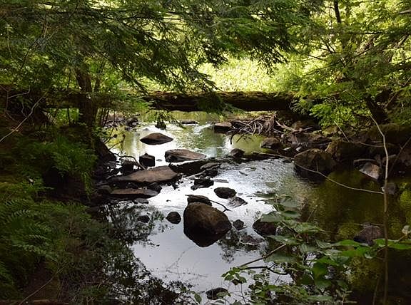 forest stream on the property