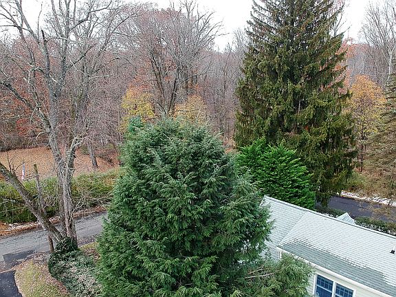 Woods Across the Street