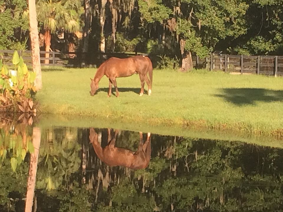 Bring your horses!