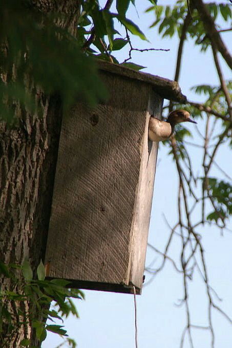 Wildlife wood duck