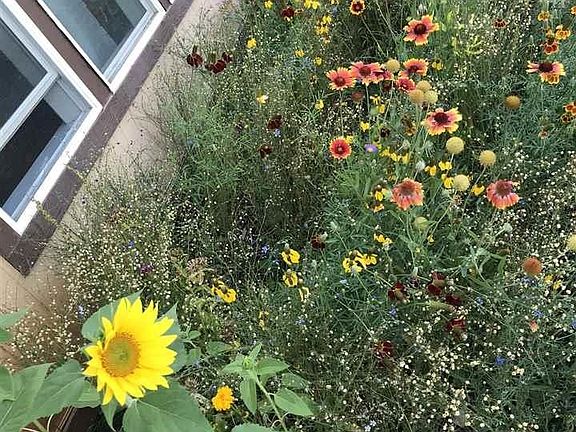 Mature flower beds.