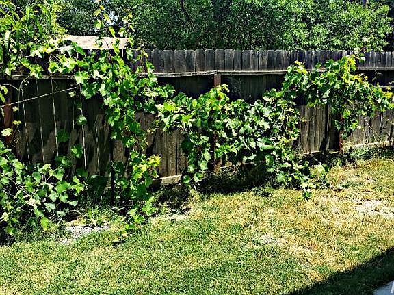 5th image of 7533 Sycamore Dr