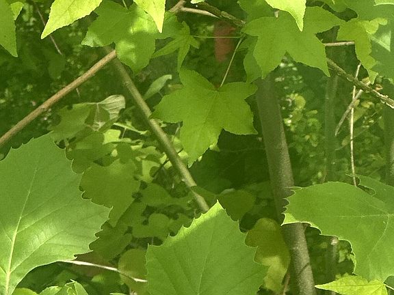 4th image of 519 Cherokee Orchard Rd