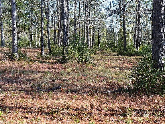 Along the lot front. 