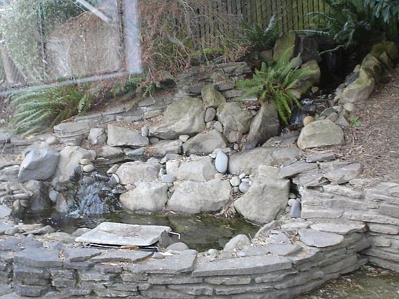 Backyard water feature