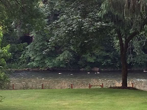 Geese/goslings on river