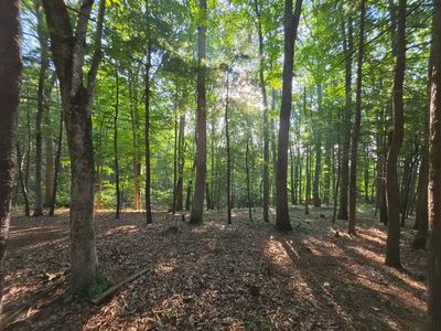 Tbd Shady Forest Rd, Max Meadows, VA, 24360