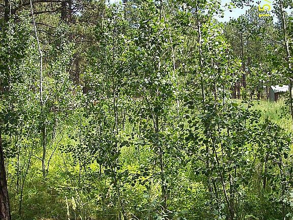 Aspens