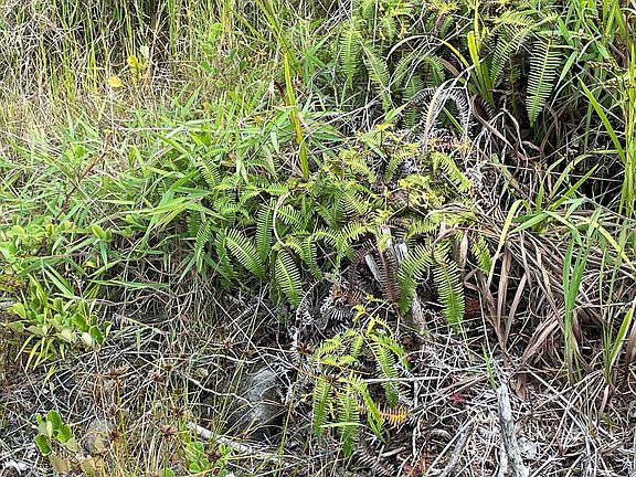 2nd image of 11-3972 Nahelenani St Lot 53-B-439