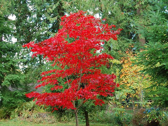back yard in October