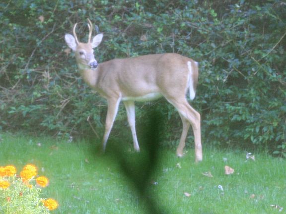 wildlife in the side yard