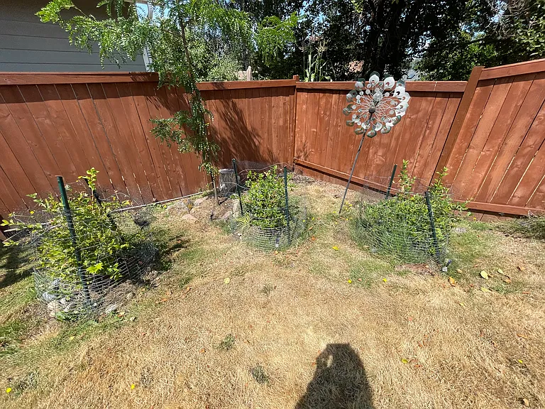 Blueberry bushes