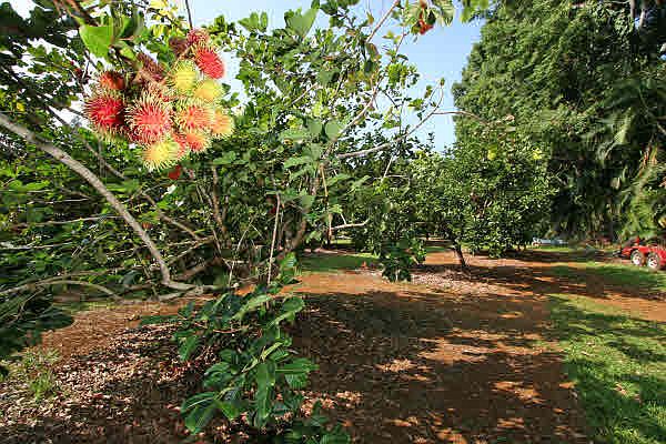 1st image of Off Of Hawaii Belt Rd Lot 19