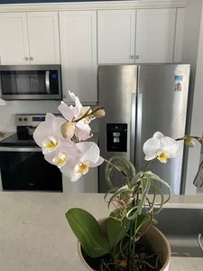 1819 Sandpiper Pointe Pl #1819, Deerfield Beach, FL, 33442