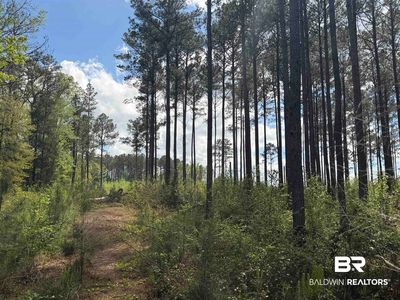 Old Dr, Grove Hill, AL, 36451