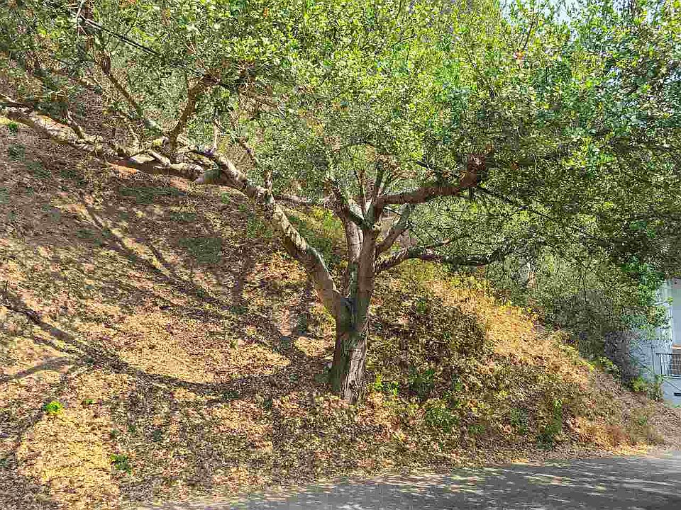1st image of Thorndale Dr