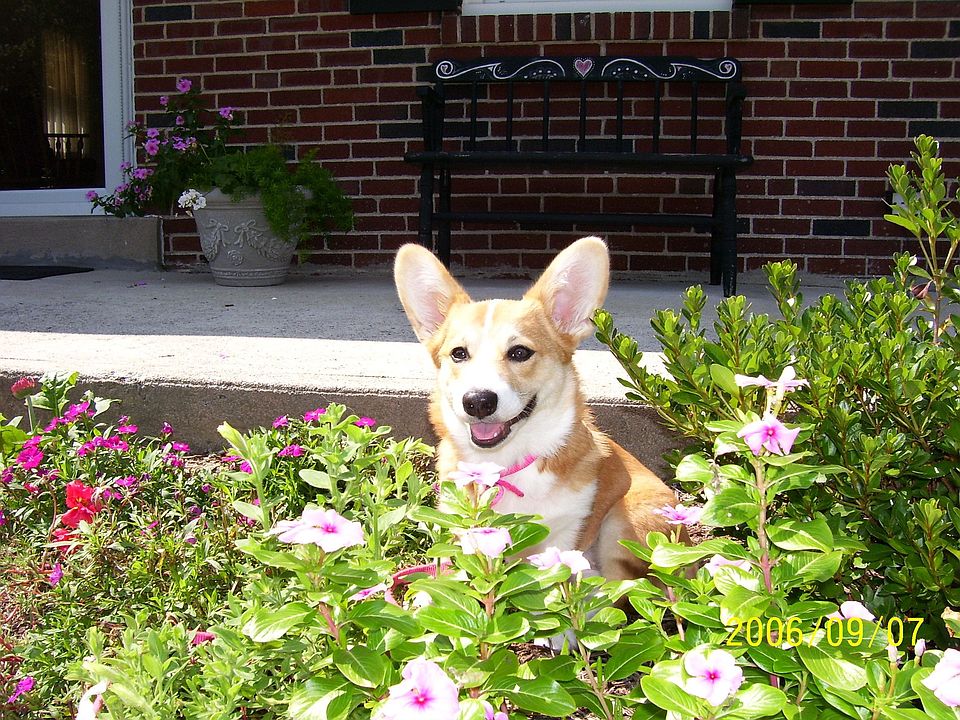 Bella