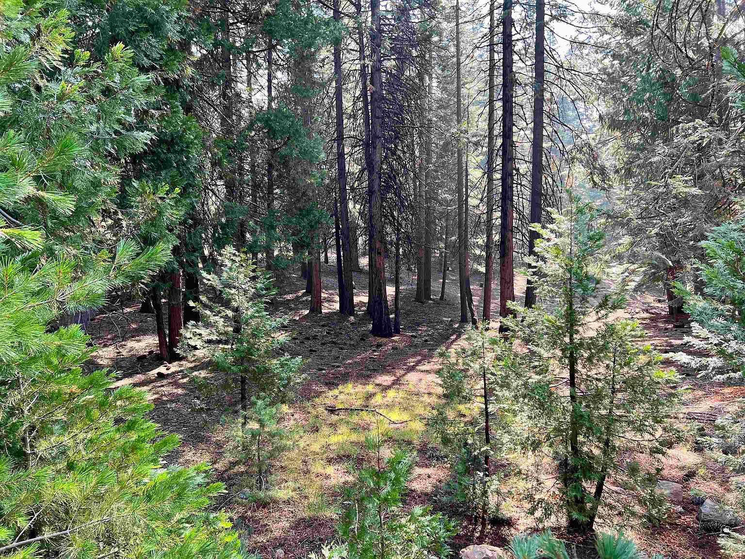 712 Timber Ridge Rd photo 1