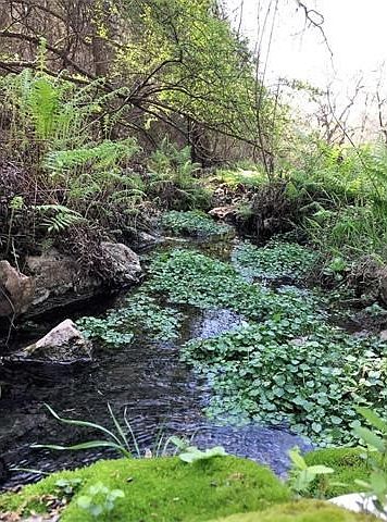 Flowing Natural Spring --- Your very own Secret Garden!