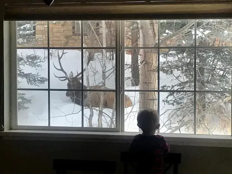 You may see elk, moose, or bears outside! This is our son watching an elk while at the breakfast table. The elk stayed there all day!