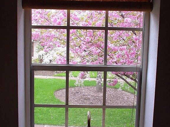 Kitchen Window
