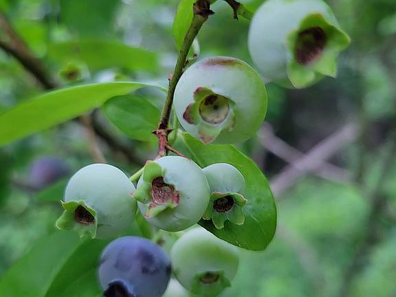 High bush blueberries