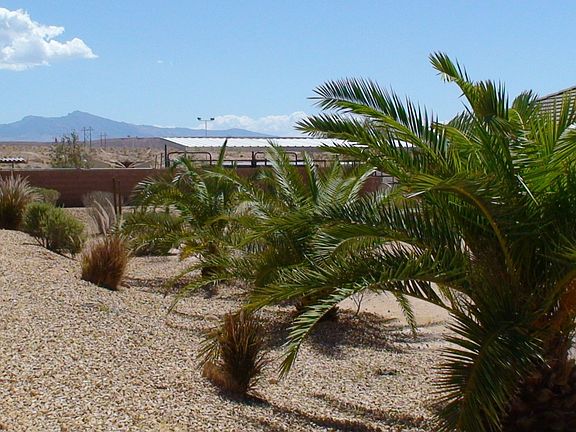 Backyard Fully Landscaped