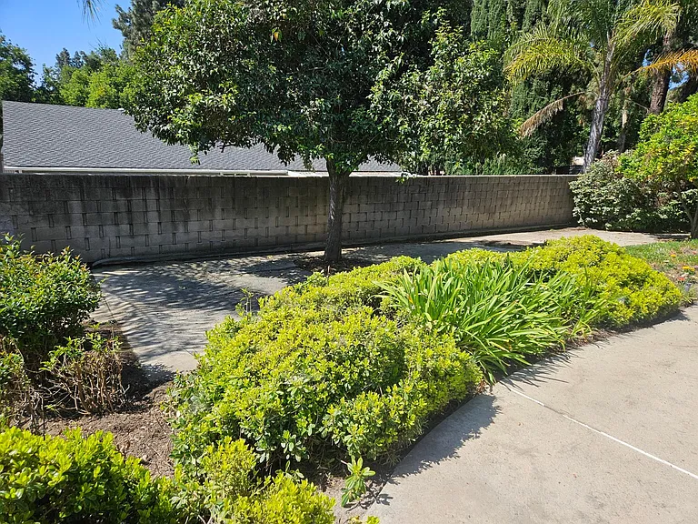 back yard