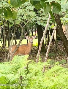 Deer Trl, Jim Thorpe, PA, 18229