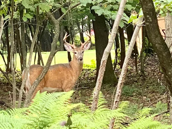 Deer Trl, Jim Thorpe, PA 18229