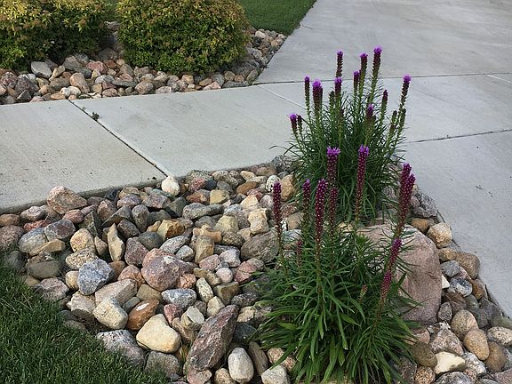 Front yard landscaping.