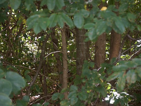 4th image of 117 Green Sentinel Dr