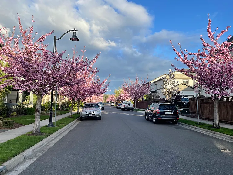 Orchid St Towards East