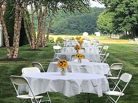 Bank of 5 River Birch Trees
