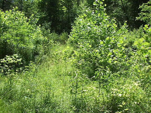 3rd image of Shady Lane Lot A