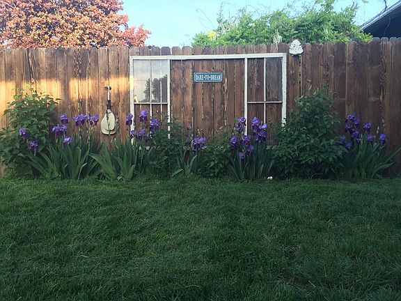 Back yard with new fence/sod