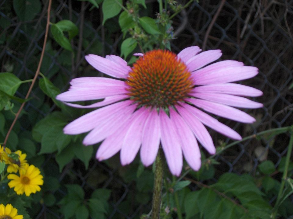 Flowers in yard