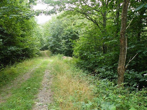 Road travelling down Smoketree