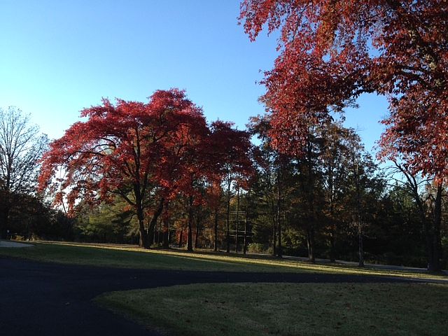 Tree lined drive up to house