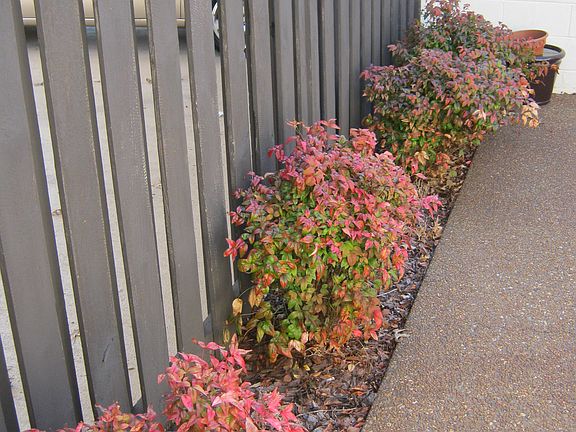 Gorgeous flowers